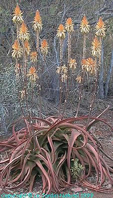 Aloe vanbalenii